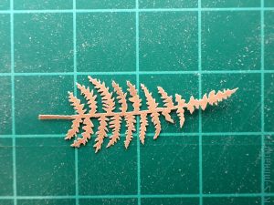 Fern - Paprotka